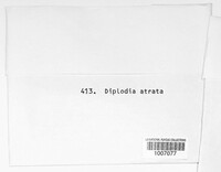 Diplodia atrata image